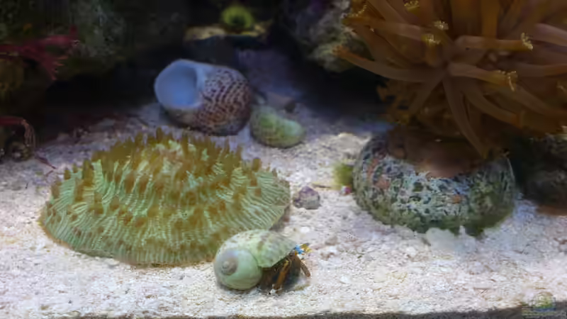 Aquarium Salzwasser Würfel von Dirk Pfeifer (6)