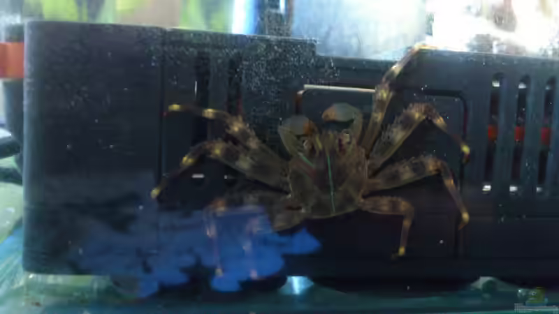 Aquarium Salzwasser Würfel von Dirk Pfeifer (8)