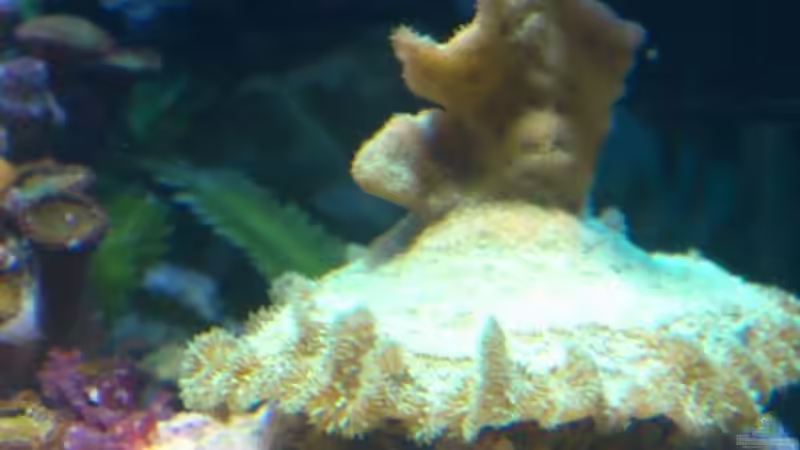 Aquarium Salzwasser Würfel von Dirk Pfeifer (9)