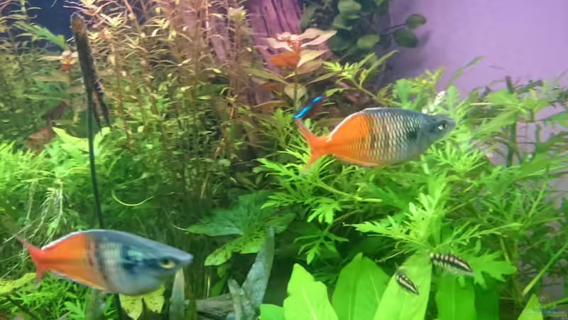 Aquarium Samarai von Fabian Schmette (2)