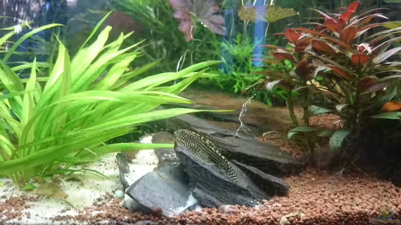 Aquarium Samarai von Fabian Schmette (3)