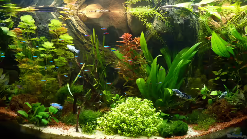 Aquarium S&amp;N 3 Vision 260 Liter Südamerika Becken von Stefan Runke (2)