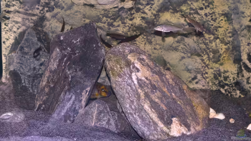 Aquarium Sand &amp; Steine von falleb (7)