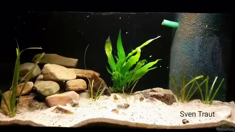 Aquarium Sand and Shells von Bitman (5)