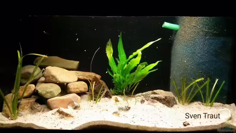 Aquarium Sand and Shells von Bitman (6)