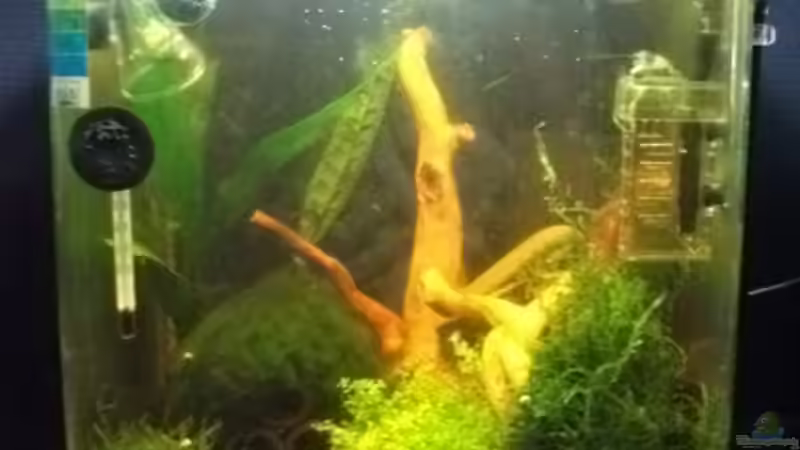 Aquarium Sandys Garnelenbecken von sandybunny (2)