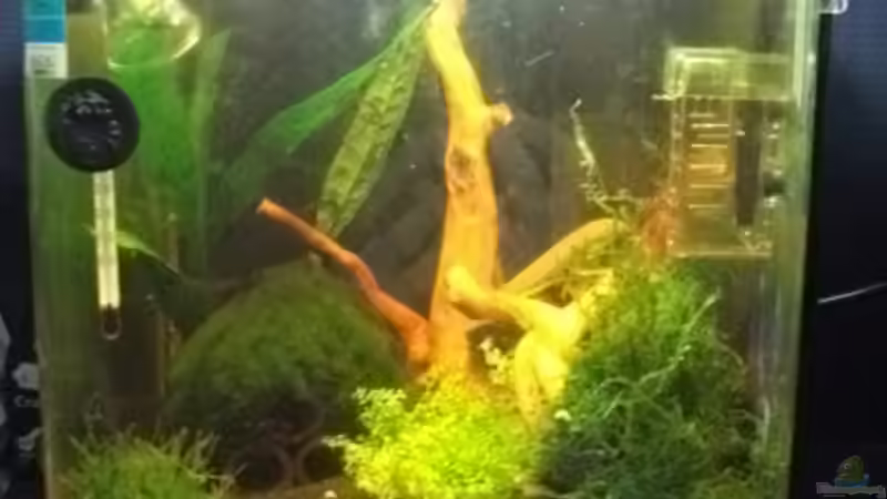 Aquarium Sandys Garnelenbecken von sandybunny (3)