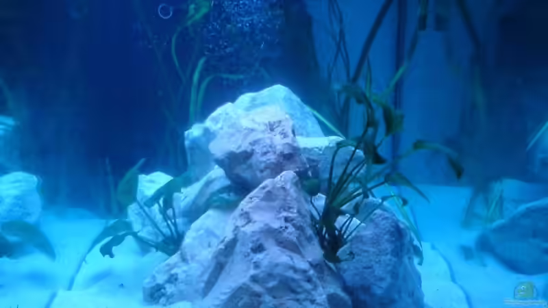 Aquarium Sarah`s Caudos - Nur noch als Beispiel von Julien Preuß (2)