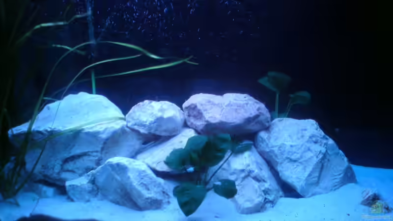 Aquarium Sarah`s Caudos - Nur noch als Beispiel von Julien Preuß (3)