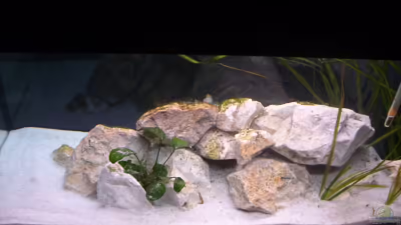 Aquarium Sarah`s Caudos - Nur noch als Beispiel von Julien Preuß (5)