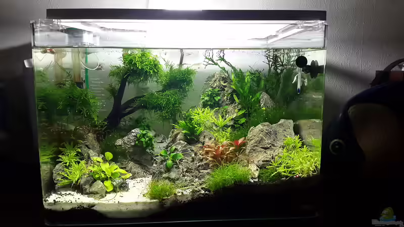 Aquarium Scapers Tank von Roborow (2)