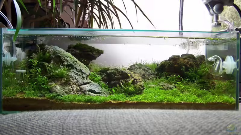 Aquarium Scarface von Fredo Fuss (2)