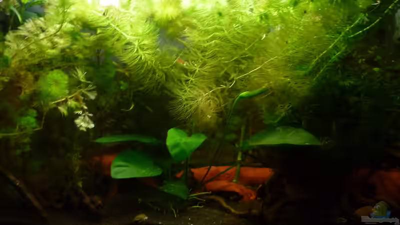 Aquarium Scarlet`s Home (aufgelöst) von Rootsman (4)