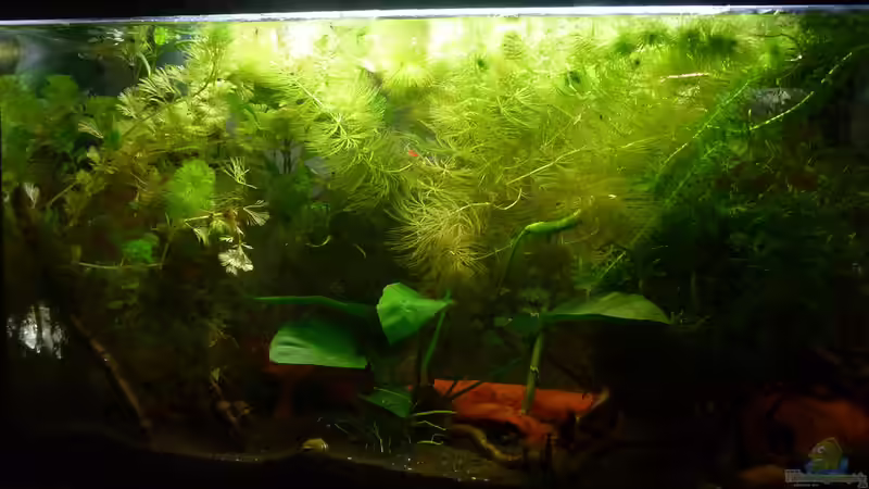 Aquarium Scarlet`s Home (aufgelöst) von Rootsman (5)