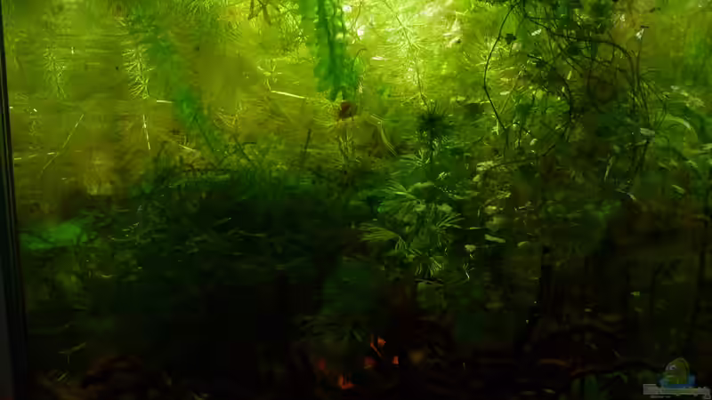 Aquarium Scarlet`s Home (aufgelöst) von Rootsman (6)