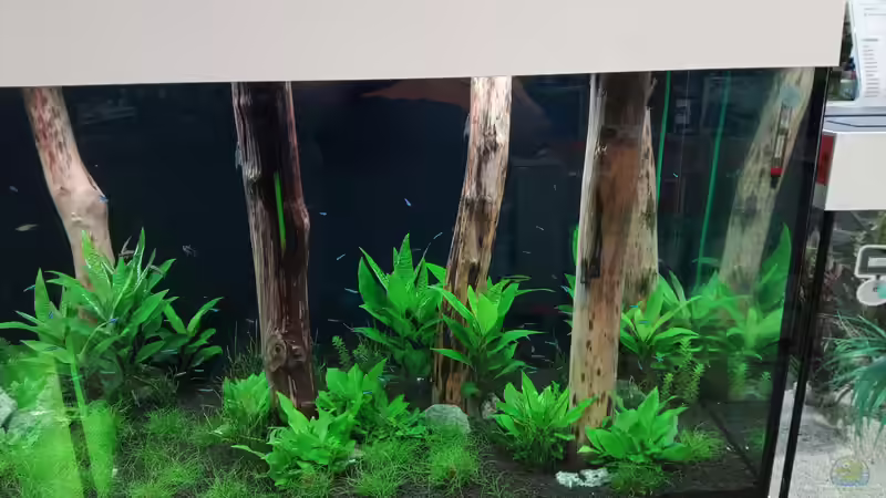 Aquarium Schaubecken / Hornbach Weserpark von Torsten Bullmahn (14)