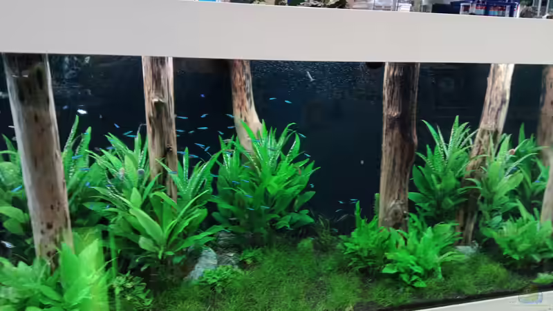 Aquarium Schaubecken / Hornbach Weserpark von Torsten Bullmahn (22)