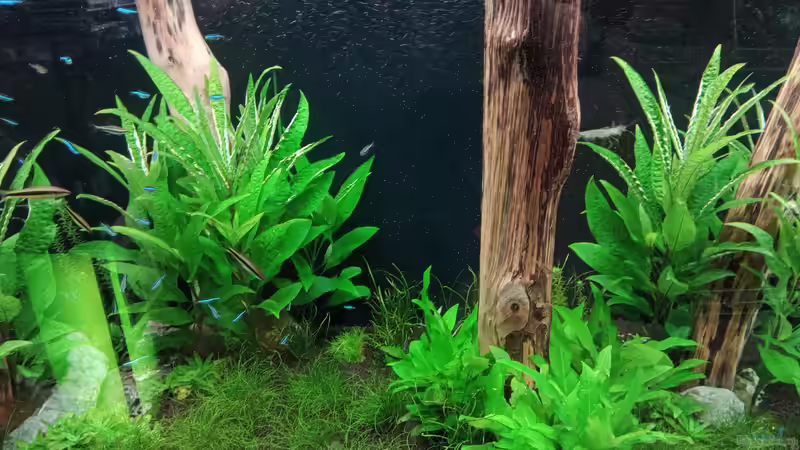 Aquarium Schaubecken / Hornbach Weserpark von Torsten Bullmahn (23)