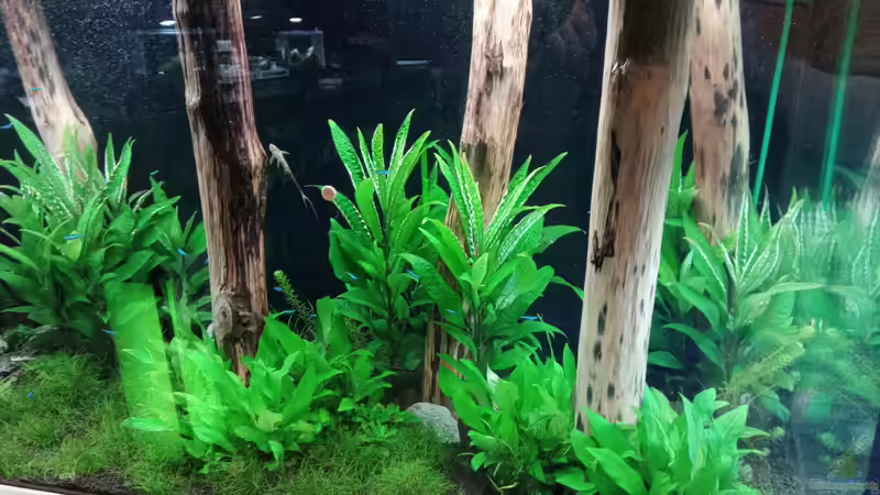 Aquarium Schaubecken / Hornbach Weserpark von Torsten Bullmahn (24)