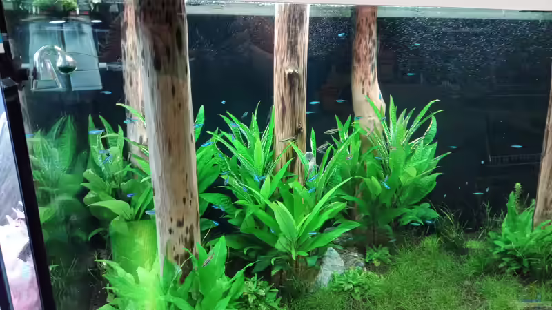 Aquarium Schaubecken / Hornbach Weserpark von Torsten Bullmahn (25)