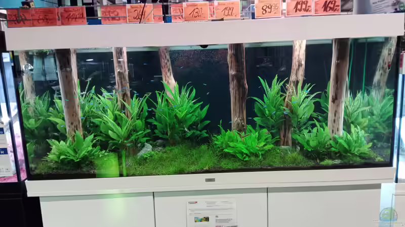 Aquarium Schaubecken / Hornbach Weserpark von Torsten Bullmahn (27)