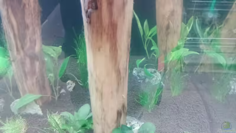 Aquarium Schaubecken / Hornbach Weserpark von Torsten Bullmahn (9)