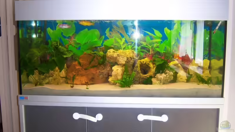 Aquarium Schiffis Becken von Schiffi333 (2)