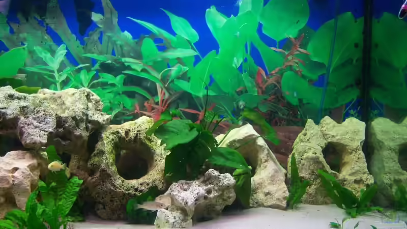 Aquarium Schiffis Becken von Schiffi333 (3)
