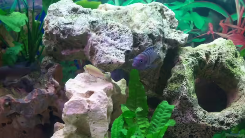 Aquarium Schiffis Becken von Schiffi333 (4)