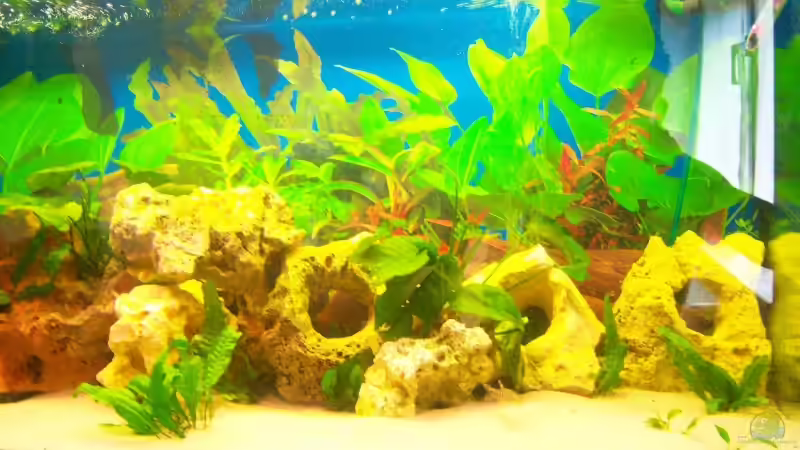 Aquarium Schiffis Becken von Schiffi333 (5)