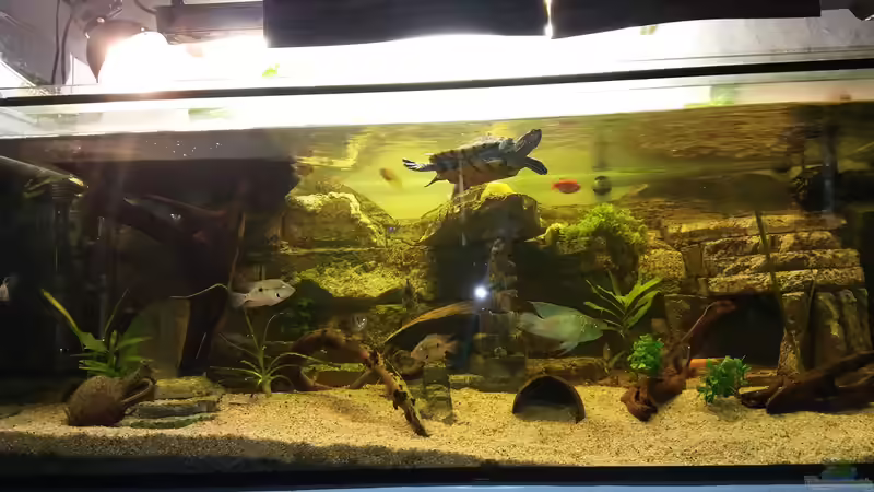 Aquarium Schildkröten Gesellschaftsbecken von Aqua-A (4)