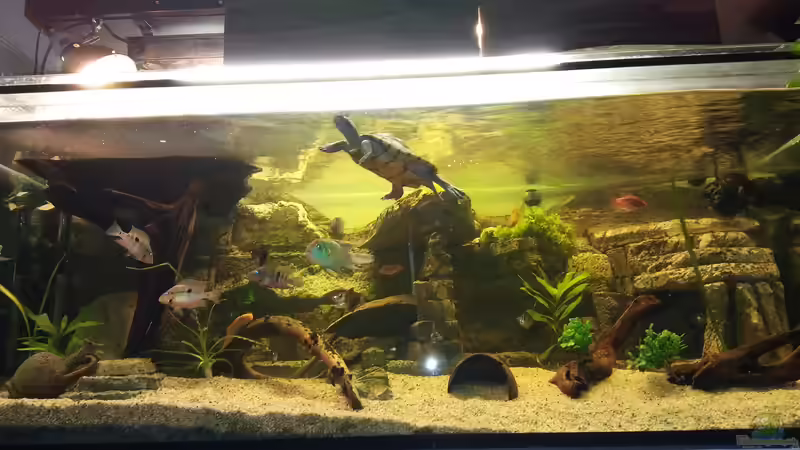 Aquarium Schildkröten Gesellschaftsbecken von Aqua-A (5)