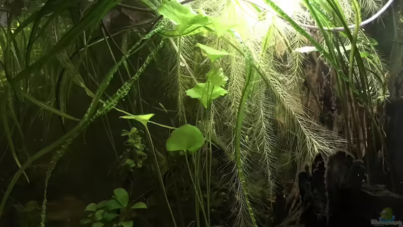 Aquarium Schlaftraum von NaMo (10)