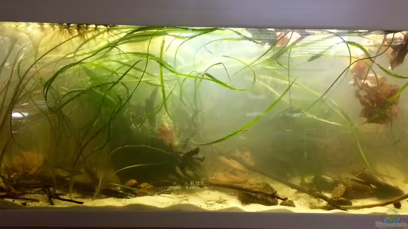 Aquarium Schlaftraum von NaMo (2)