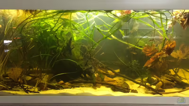 Aquarium Schlaftraum von NaMo (3)