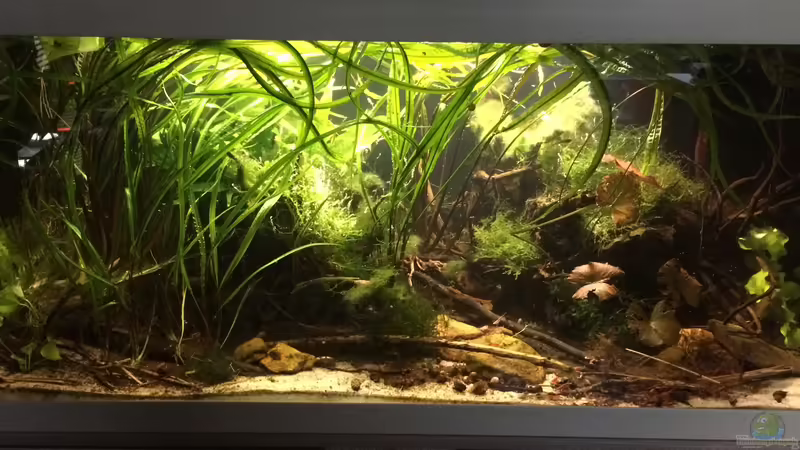 Aquarium Schlaftraum von NaMo (4)