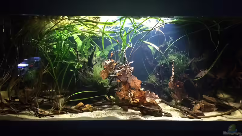 Aquarium Schlaftraum von NaMo (5)