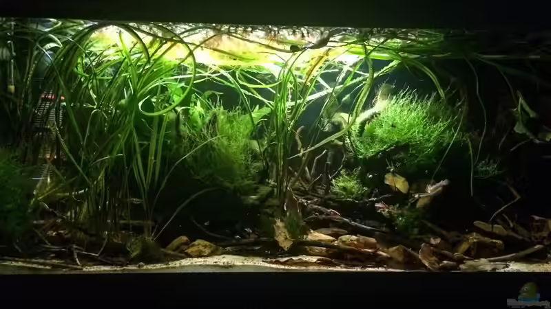 Aquarium Schlaftraum von NaMo (6)
