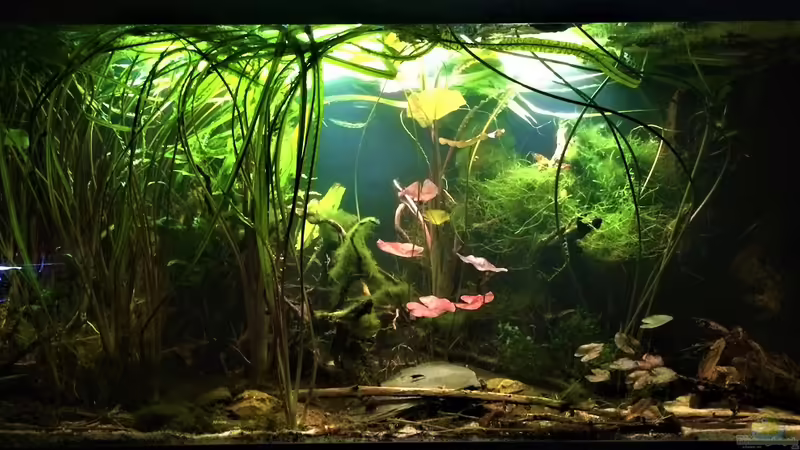 Aquarium Schlaftraum von NaMo (8)