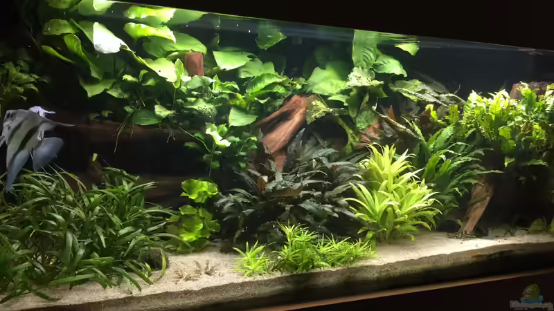 Aquarium Schlafzimmerdschungel von Danny (11)
