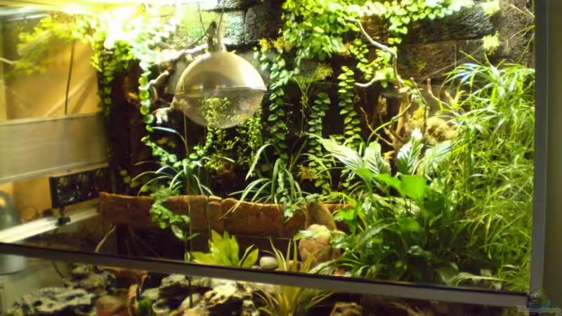 Aquarium Schlammspringer-Paludarium von Kulleraugen-Fan (5)