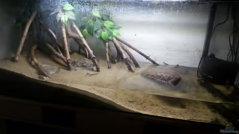 Aquarium Schlammspringer Pfütze(Aufgelöst) von Der Fischer (2)