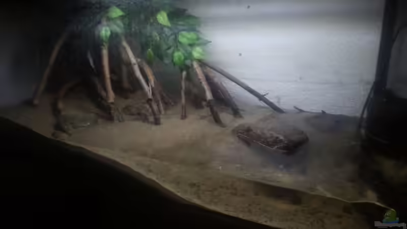 Aquarium Schlammspringer Pfütze(Aufgelöst) von Der Fischer (3)