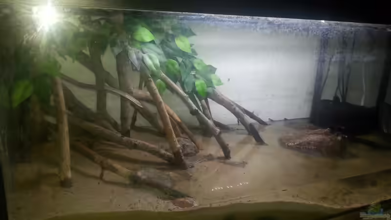 Aquarium Schlammspringer Pfütze(Aufgelöst) von Der Fischer (4)