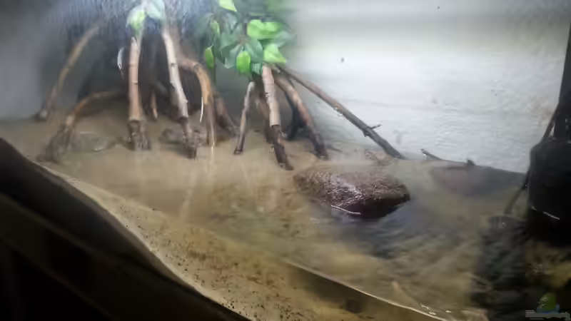 Aquarium Schlammspringer Pfütze(Aufgelöst) von Der Fischer (5)