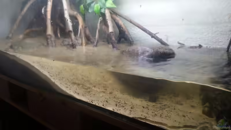 Aquarium Schlammspringer Pfütze(Aufgelöst) von Der Fischer (7)