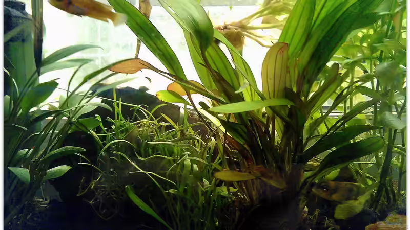 Aquarium Schneckenbuntbarsche Zuchtbecken von mariajudyta (2)