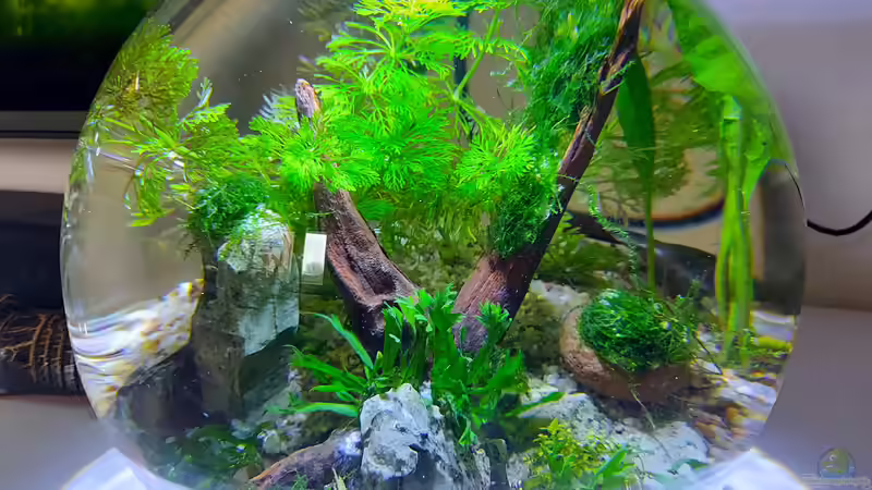 Aquarium Schneckenkugel von Bubble-bee (2)