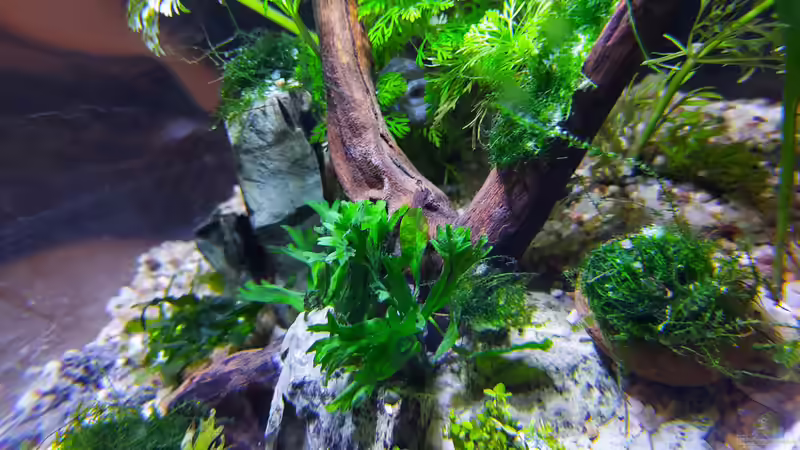 Aquarium Schneckenkugel von Bubble-bee (4)