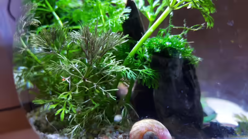 Aquarium Schneckenkugel von Bubble-bee (5)